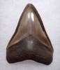 BEAUTIFUL JUVENILE MEGALODON SHARK TOOTH WITH CHATOYANT SILVER AND COPPER HUES  *SHX111