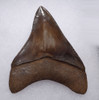 COLLECTOR GRADE 2.9 INCH MEGALODON SHARK TOOTH WITH CHATOYANT SILVER AND COPPER HUES  *SHX110