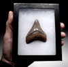 SILVER AND WALNUT JUVENILE MEGALODON SHARK TOOTH WITH CHATOYANT ENAMEL  *SHX112