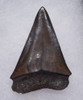 EXCELLENT 2.1 INCH ISURUS HASTALIS BROAD TOOTH MAKO FOSSIL SHARK TOOTH WITH CHATOYANT BRONZE ENAMEL  *SHX100