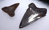 UPPER AND LOWER ISURUS HASTALIS BROAD TOOTH MAKO FOSSIL SHARK TEETH WITH CHATOYANT BRONZE ENAMEL  *SHX104