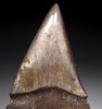 COLLECTOR GRADE MOTTLED CHATOYANT CHAMPAGNE ISURUS HASTALIS BROAD TOOTH MAKO FOSSIL SHARK TOOTH  *SHX099