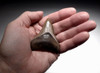 BEAUTIFUL 2.65 INCH MEGALODON SHARK TOOTH WITH CHATOYANT CREAM GOLD ENAMEL  *SHX097
