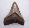 BEAUTIFUL 2.65 INCH MEGALODON SHARK TOOTH WITH CHATOYANT CREAM GOLD ENAMEL  *SHX097