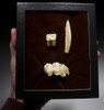 RARE WILD BOAR FOSSIL TOOTH SET FROM A CAVE IN THE ARDENNES FOREST BELGIUM   *LMX291