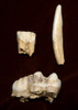 RARE WILD BOAR FOSSIL TOOTH SET FROM A CAVE IN THE ARDENNES FOREST BELGIUM   *LMX291