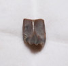 EDMONTOSAURUS HADROSAUR "DUCK-BILLED" FOSSIL DINOSAUR TOOTH  *DT8-106