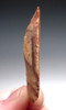 MIDDLE STONE AGE RED AND GOLD QUARTZITE POINT SCRAPER FROM LIBYA  *M3570