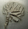 CRI006 - SUPERB "OLD COLLECTION" DEVONIAN FOSSIL SEA LILY CRINOID TAXOCRINUS FROM FAMOUS BUDENBACH SITE