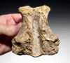 LARGEST MEAT-EATER DINOSAUR FOSSIL VERTEBRA BONE FROM CARCHARODONTOSAURUS  *DBX016