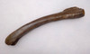 RARE SUBERBLY PRESERVED PACHYCEPHALOSAUR DINOSAUR FOSSIL RADIUS ARM BONE  *DBX038