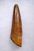 SUPREME UNBROKEN 2.6 INCH SLENDER SPINOSAURUS FOSSIL DINOSAUR TOOTH  *DT5-570