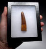 SPECTACULAR 2.9 INCH SPINOSAURUS FOSSIL DINOSAUR TOOTH WITH RICH BURNT ORANGE ENAMEL  *DT5-585