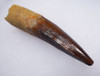 TOP COLLECTOR GRADE 3 INCH SPINOSAURUS FOSSIL DINOSAUR TOOTH WITH SHARP TIP  *DT5-589