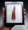RARE SUPREME 3.9 INCH SPINOSAURUS FOSSIL DINOSAUR TOOTH WITH SHARP TIP  *DT5-577