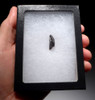 EXCEPTIONAL UNWORN EDMONTOSAURUS HADROSAUR FOSSIL DINOSAUR TOOTH  *DT7-228