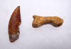 MAXIMUM SIZE FOSSIL RAPTOR DINOSAUR TOOTH AND TOE BONE FROM A LARGE DROMAEOSAUR  *DT6-178