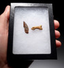 MAXIMUM SIZE FOSSIL RAPTOR DINOSAUR TOOTH AND TOE BONE FROM A LARGE DROMAEOSAUR  *DT6-178