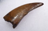 SUPREME UNBROKEN 2.25 INCH T REX TYRANNOSAURUS REX TOOTH DINOSAUR FOSSIL  *DT18-129