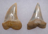 ISURUS PLANUS AND HASTALIS FOSSIL MAKO SHARK TEETH FROM SHARKTOOTH HILL CALIFORNIA  *SHX128