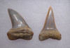 ISURUS PLANUS AND HASTALIS FOSSIL MAKO SHARK TEETH FROM SHARKTOOTH HILL CALIFORNIA  *SHX115