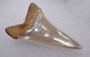 FINEST 1.6 INCH LOWER JAW ISURUS HASTALIS FOSSIL MAKO SHARK TOOTH FROM SHARKTOOTH HILL CALIFORNIA  *SHX124