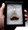 LARGE FINEST GRADE 2.25 INCH UPPER JAW ISURUS HASTALIS FOSSIL MAKO SHARK TOOTH FROM SHARKTOOTH HILL CALIFORNIA  *SHX125