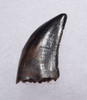 SUPREME NANOTYRANNUS DINOSAUR FOSSIL TYRANNOSAUR TOOTH FROM HELL CREEK  *DT6-181