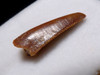 DROMAEOSAUR " RAPTOR " DINOSAUR FOSSIL TOOTH  *DT6-185