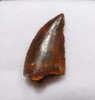 DROMAEOSAUR " RAPTOR " DINOSAUR FOSSIL TOOTH WITH SHARP TIP  *DT6-182