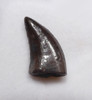 ACHERORAPTOR FOSSIL DROMAEOSAUR 'RAPTOR' DINOSAUR TOOTH  *DT6-189