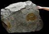 MASSIVE INTERIOR DESIGN FOSSIL 2-SIDED SLAB OF JURASSIC GOLDEN PYRITE AMMONITES ON BLACK SHALE *AMX-145