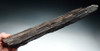MIOCENE PETRIFIED WOOD LOG WITH INCREDIBLE DETAIL FROM POLAND  *PL062