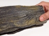MIOCENE PETRIFIED PERMINERALIZED WOOD FOSSIL IN LIFELIKE FORM FROM POLAND  *PL142