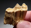 RARE PRIMARY FOSSIL MOLAR TOOTH OF AN ICE AGE CAPRA IBEX FROM EUROPE  *LM42-007