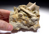 PREHISTORIC OCEAN BONE BED FOSSIL WITH HASTALIS MAKO TOOTH FROM SHARKTOOTH HILL CALIFORNIA   *STH015