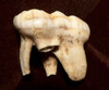 LARGE PRIMARY CAVE BEAR MOLAR WITH ROOTS FROM THE ARDENNES FOREST OF BELGIUM  *LMX307