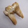 ARDENNES FOREST BELGIUM CAVE BEAR FOSSIL MOLAR TOOTH RARE LOCATION  *LM40-215