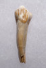 ARDENNES FOREST BELGIUM CAVE BEAR FOSSIL INCISOR TOOTH RARE LOCATION  *LM40-207