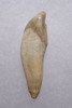 ARDENNES FOREST BELGIUM CAVE BEAR FOSSIL INCISOR TOOTH RARE LOCATION  *LM40-213