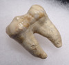 EXCEPTIONAL ARDENNES FOREST BELGIUM CAVE BEAR LARGE FOSSIL MOLAR TOOTH RARE LOCATION  *LM40-217