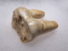 ARDENNES FOREST BELGIUM CAVE BEAR FOSSIL MOLAR TOOTH RARE LOCATION  *LM40-212