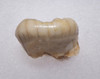 FOSSIL MOLAR TOOTH FROM AN ARDENNES FOREST BELGIUM CAVE BEAR  *LM40-204