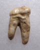 ARDENNES FOREST BELGIUM CAVE BEAR FOSSIL PREMOLAR TOOTH WITH ROOT  *LM40-210