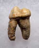 ARDENNES FOREST BELGIUM CAVE BEAR FOSSIL PREMOLAR TOOTH WITH ROOT  *LM40-205