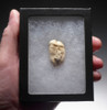 ARDENNES FOREST BELGIUM CAVE BEAR FOSSIL PREMOLAR TOOTH WITH ROOT  *LM40-202