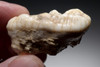 LARGE CAVE BEAR PRIMARY FOSSIL MOLAR TOOTH FROM RARE LOCATION IN THE ARDENNES FOREST BELGIUM  *LM40-208