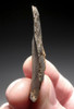 SUPERB DELICATE NEANDERTHAL FLINT SIDE SCRAPER MOUSTERIAN FLAKE TOOL FROM DORDOGNE FRANCE  *M466