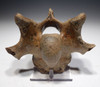 EXCELLENT LATE AUROCHS ICE AGE FOSSIL CERVICAL NECK VERTEBRA *LMX222