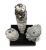 SP006 - FOSSIL CRETACEOUS SPONGE "REEF" OF 3 CAMPANIAN-ERA FULLY INFLATED SEA SPONGES OF DIFFERENT SPECIES
